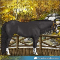 Horse Color:Platinum Smoky Black Chinchilla 