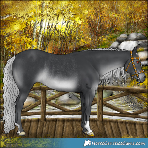 Horse Color:Silver Black Chinchilla Rabicano 