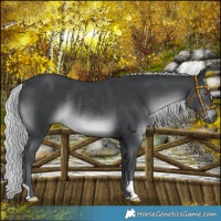 Horse Color:Silver Black Chinchilla Rabicano