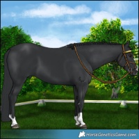 Horse Color:Platinum Black Chinchilla 