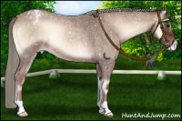 Horse Color:Red Onyx Roan Mushroom Appaloosa