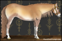 Horse Color:Palomino Roan Onyx