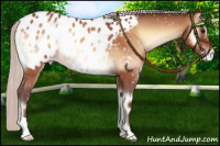 Horse Color:Silver Bay Roan Onyx Appaloosa