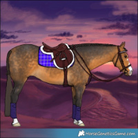 Horse Color:Buckskin 