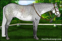 Horse Color:Silver Smoky Grullo Chinchilla