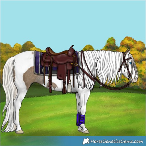 Horse Color:Silver Smoky Black Splash Tobiano Rabicano 