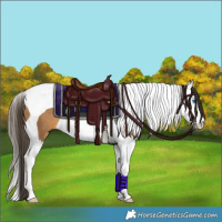Horse Color:Buckskin Splash Tobiano Rabicano 