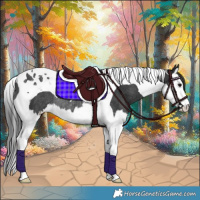 Horse Color:Black Splash Tobiano Rabicano