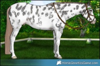 Horse Color:Liver Chestnut Sabino Near Leopard 