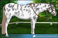 Horse Color:Liver Chestnut Sabino Appaloosa