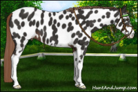 Horse Color:Liver Chestnut Sabino Appaloosa 