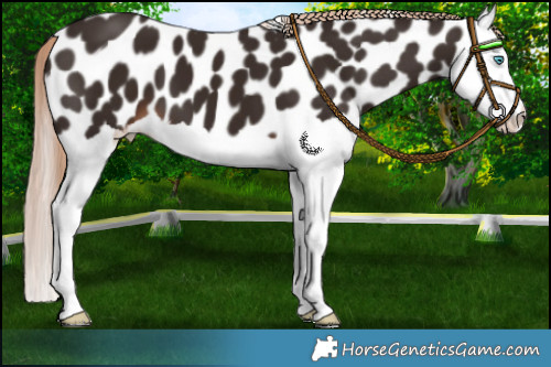 Horse Color:Liver Chestnut Splash Appaloosa 