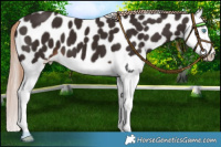 Horse Color:Liver Chestnut Splash Appaloosa