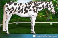 Horse Color:Liver Chestnut Splash Appaloosa 