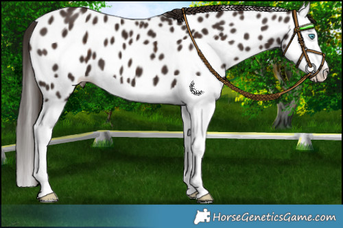 Horse Color:Liver Chestnut Splash Appaloosa 