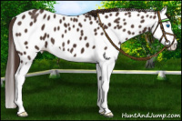 Horse Color:Liver Chestnut Splash Appaloosa