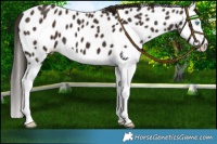 Horse Color:Liver Chestnut Splash Appaloosa 