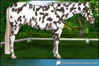 Horse Color:Liver Chestnut Appaloosa Rabicano 