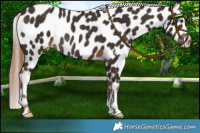 Horse Color:Liver Chestnut Near Leopard Rabicano 
