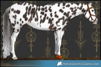 Horse Color:Liver Chestnut Splash Near Leopard 