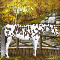 Horse Color:Liver Chestnut Splash Appaloosa