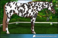 Horse Color:Liver Chestnut Near Leopard 