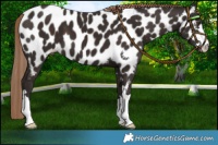 Horse Color:Liver Chestnut Appaloosa