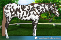 Horse Color:Liver Chestnut Appaloosa 