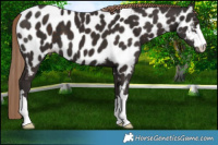 Horse Color:Liver Chestnut Appaloosa 