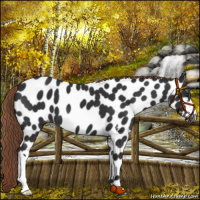Horse Color:Liver Chestnut Leopard 