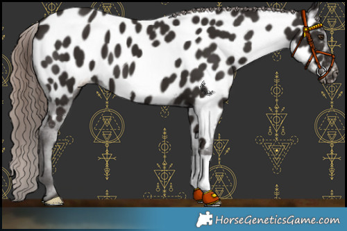 Horse Color:Liver Chestnut Appaloosa 