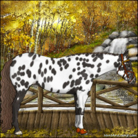 Horse Color:Liver Chestnut Appaloosa