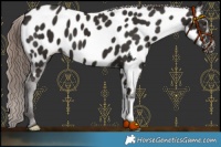 Horse Color:Liver Chestnut Appaloosa 