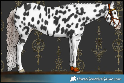 Horse Color:Liver Chestnut Splash Appaloosa 