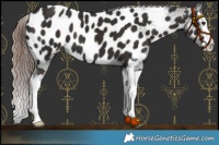 Horse Color:Liver Chestnut Splash Appaloosa