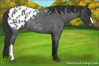 Horse Color:Blue Roan Appaloosa
