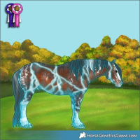 Horse Color:Thunderstruck Brown Splash Tobiano  and Thunderstruck Brown Splash Tobiano Rabicano 