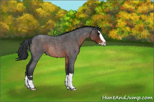 Horse Color:Brown Roan Splash Rabicano 