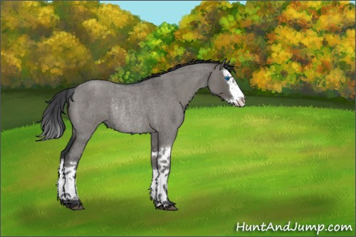 Horse Color:Grullo Roan Splash Rabicano 