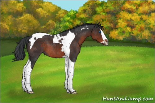 Horse Color:Brown Splash Tobiano Rabicano 