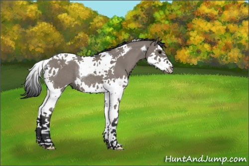 Horse Color:Grullo Splash Tobiano Rabicano 
