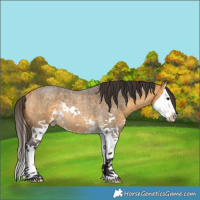 Horse Color:Buckskin Roan Splash Rabicano