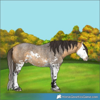 Horse Color:Buckskin Roan Splash Rabicano