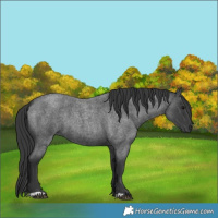 Horse Color:Blue Roan 