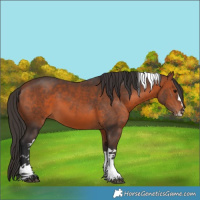 Horse Color:Bay Splash Tobiano Rabicano 
