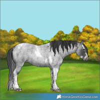 Horse Color:Blue Roan Splash Tobiano Rabicano 