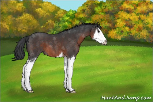 Horse Color:Brown Roan Splash 