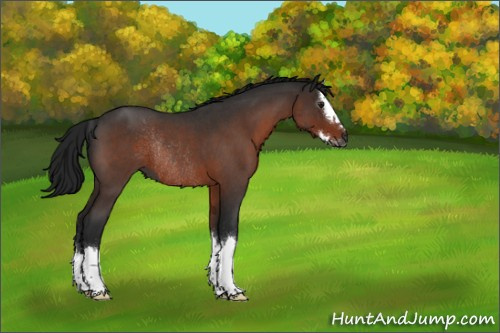 Horse Color:Gray Brown Roan Splash Rabicano 