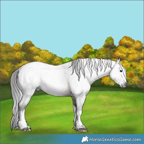 Horse Color:Gray Brown Roan Splash Rabicano 