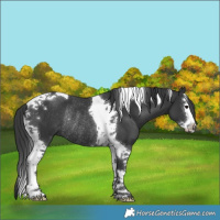 Horse Color:Black Splash Tobiano Rabicano 